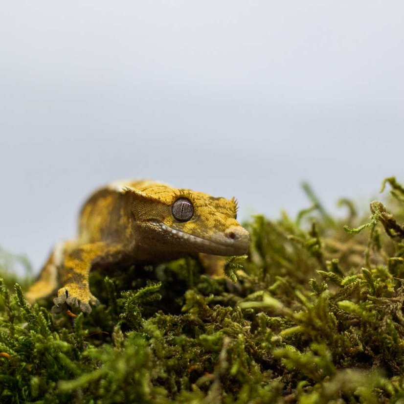 Pagekón riasnatý - XP224 (Correlophus ciliatus, samička)