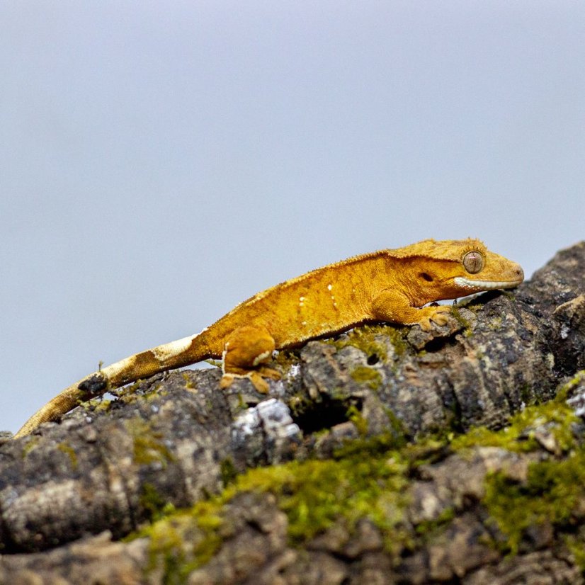 Pagekón riasnatý - XP125 (Correlophus ciliatus, samička)