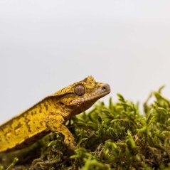 Pagekón riasnatý - XP235 (Correlophus ciliatus, samček)