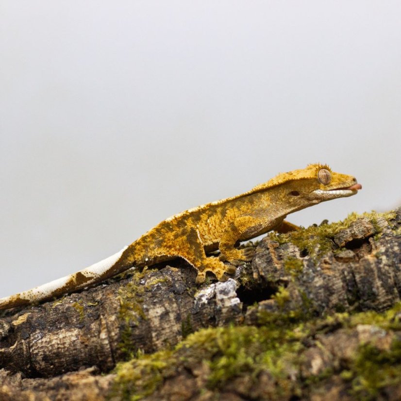 Pagekón riasnatý - XP076 (Correlophus ciliatus, samička)