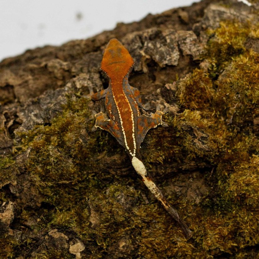 CAPPUCINO - Pagekón řasnatý - XP257 (Correlophus ciliatus, samec)