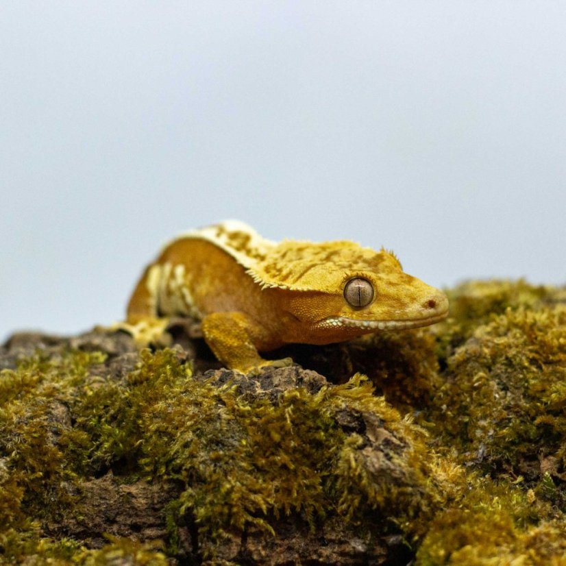 Pagekon řasnatý - XP233 (Correlophus ciliatus, samička)
