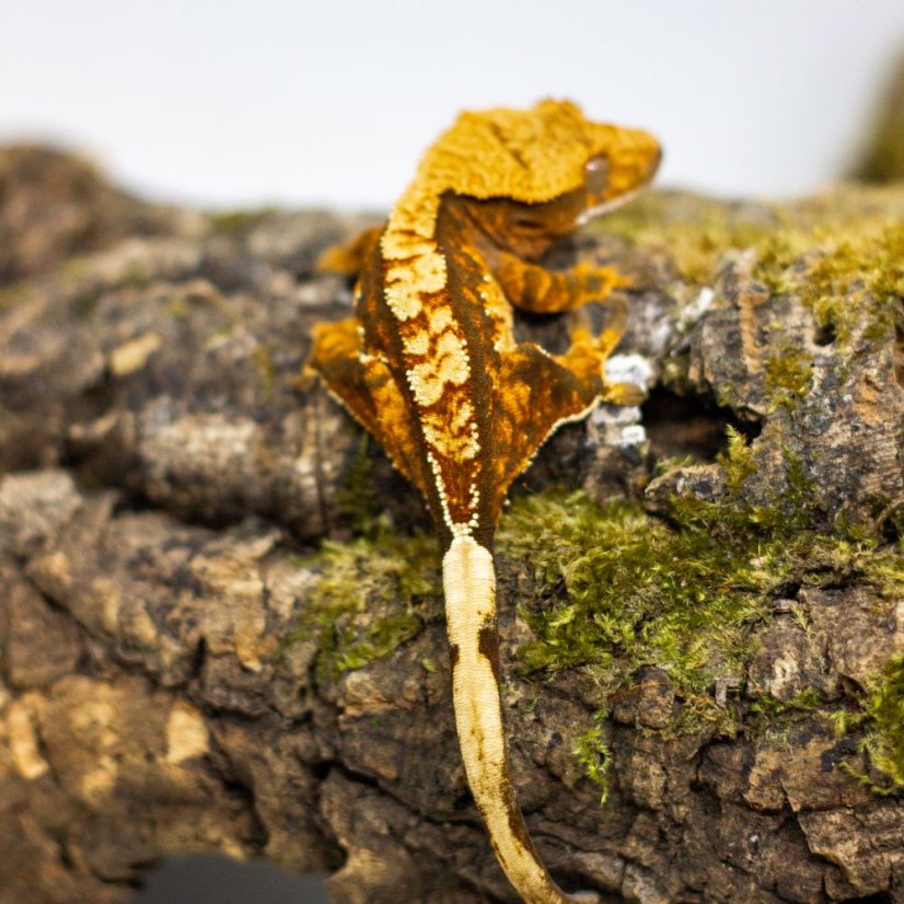 Pagekón riasnatý - XP085 (Correlophus ciliatus, samček)