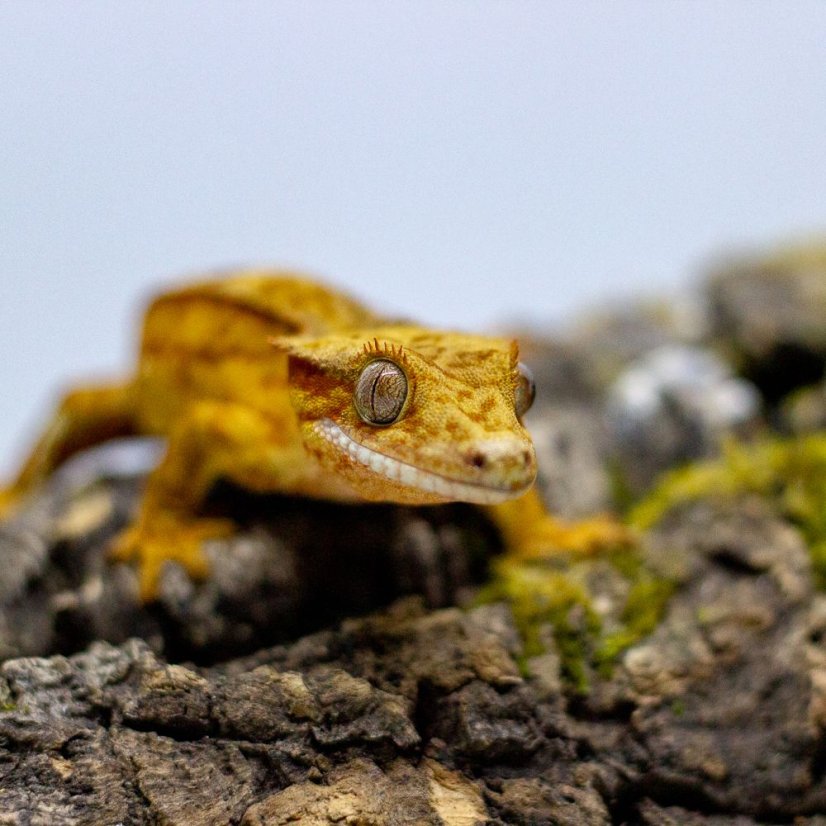 Pagekón riasnatý - XP112 (Correlophus ciliatus, samček)