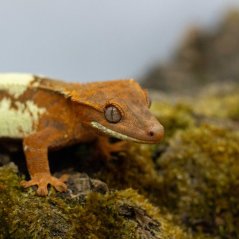 FRAPPUCINO - Pagekón řasnatý - XP214 (Correlophus ciliatus, samička)
