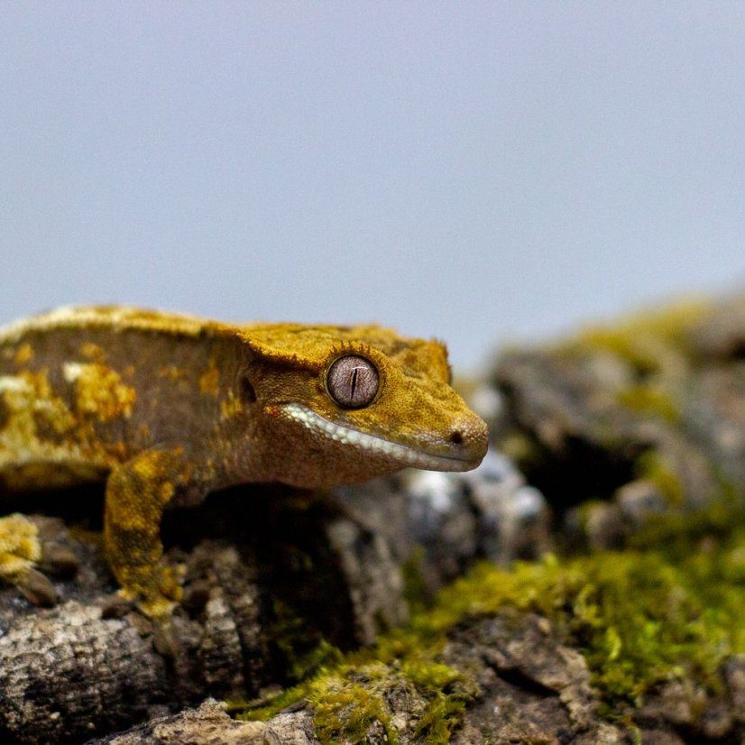 Pagekón riasnatý - XP123 (Correlophus ciliatus, samček)