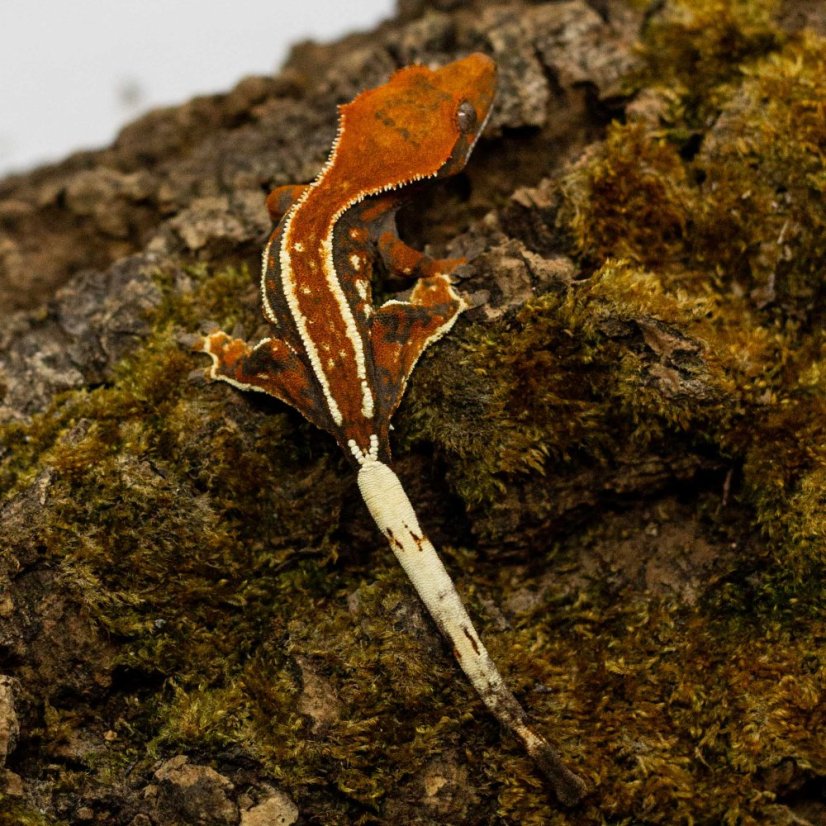 CAPPUCINO - Pagekón riasnatý - XP256 (Correlophus ciliatus, samička)