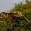 Pagekon řasnatý - XP238 (Correlophus ciliatus, sameček)