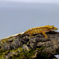 Pagekón riasnatý - XP131 (Correlophus ciliatus, samček)