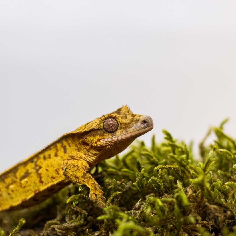 Pagekón riasnatý - XP235 (Correlophus ciliatus, samček)