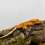 Pagekón riasnatý - XP103 (Correlophus ciliatus, samička)