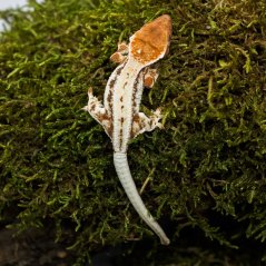 FRAPPUCINO - Pagekón řasnatý - XP239 (Correlophus ciliatus, samička)