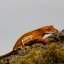 CAPPUCINO - Pagekón řasnatý - XP258 (Correlophus ciliatus, samička)