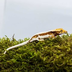 Lilly White - Pagekon řasnatý - XP228 (Correlophus ciliatus, samička)