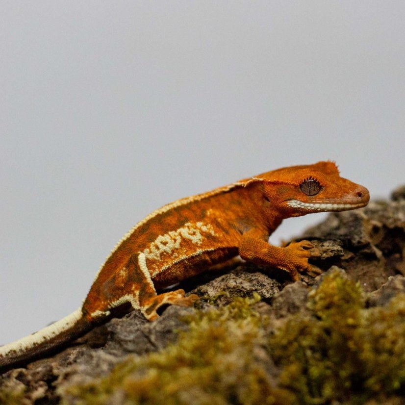 CAPPUCINO - Pagekón řasnatý - XP258 (Correlophus ciliatus, samička)