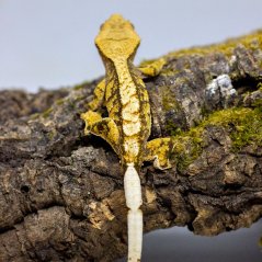 Pagekón riasnatý - XP095 (Correlophus ciliatus, samček)