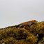 CAPPUCINO - Pagekón řasnatý - XP257 (Correlophus ciliatus, samec)
