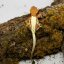 FRAPPUCINO - Pagekón riasnatý - XP214 (Correlophus ciliatus, samička)