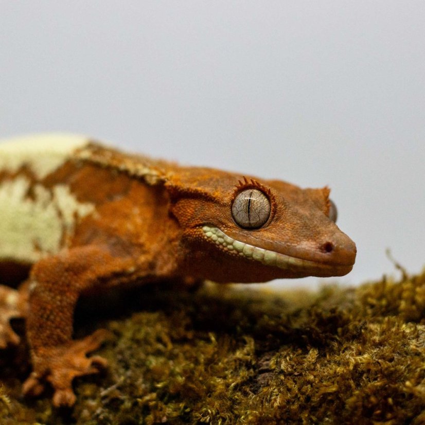 FRAPPUCINO - Pagekón riasnatý - XP214 (Correlophus ciliatus, samička)