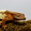 FRAPPUCINO - Pagekón riasnatý - XP214 (Correlophus ciliatus, samička)