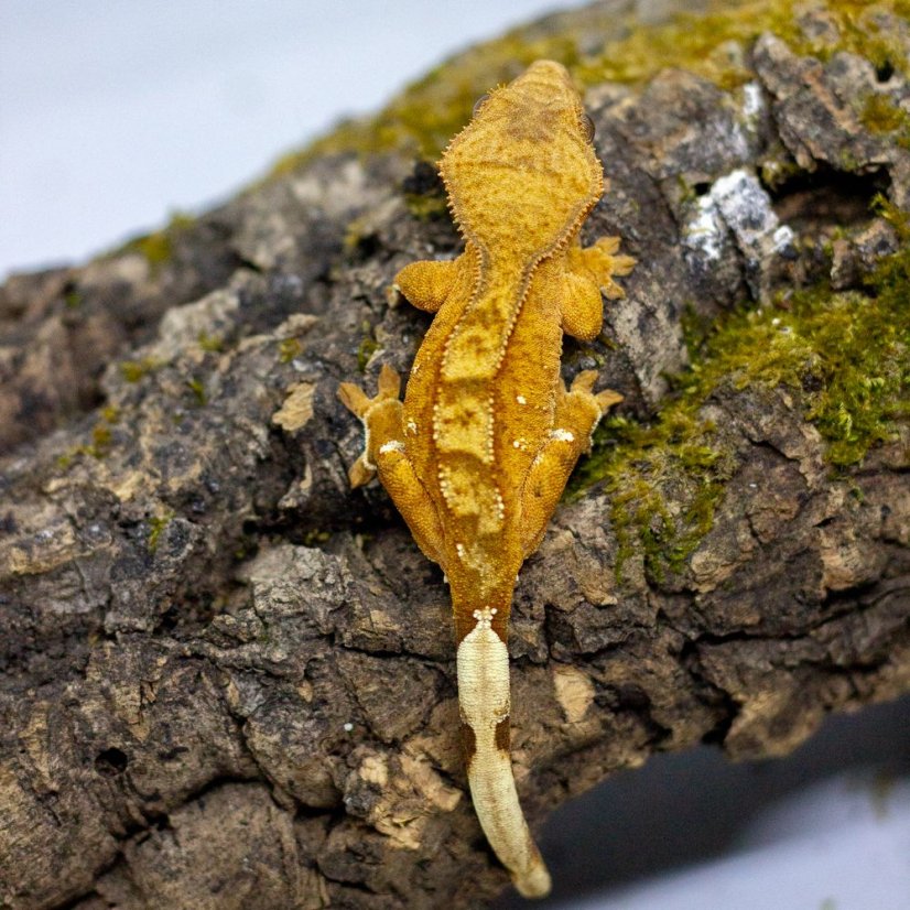 Pagekón riasnatý - XP125 (Correlophus ciliatus, samička)