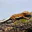 Pagekón riasnatý - XP109 (Correlophus ciliatus, samička)