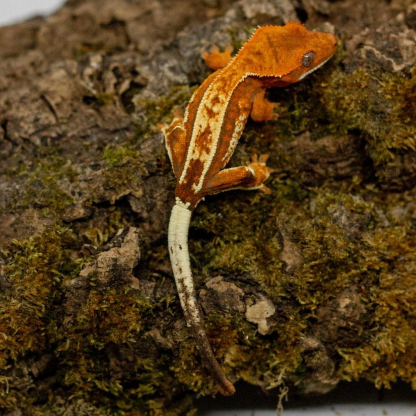 CAPPUCINO - Pagekón řasnatý - XP258 (Correlophus ciliatus, samička)
