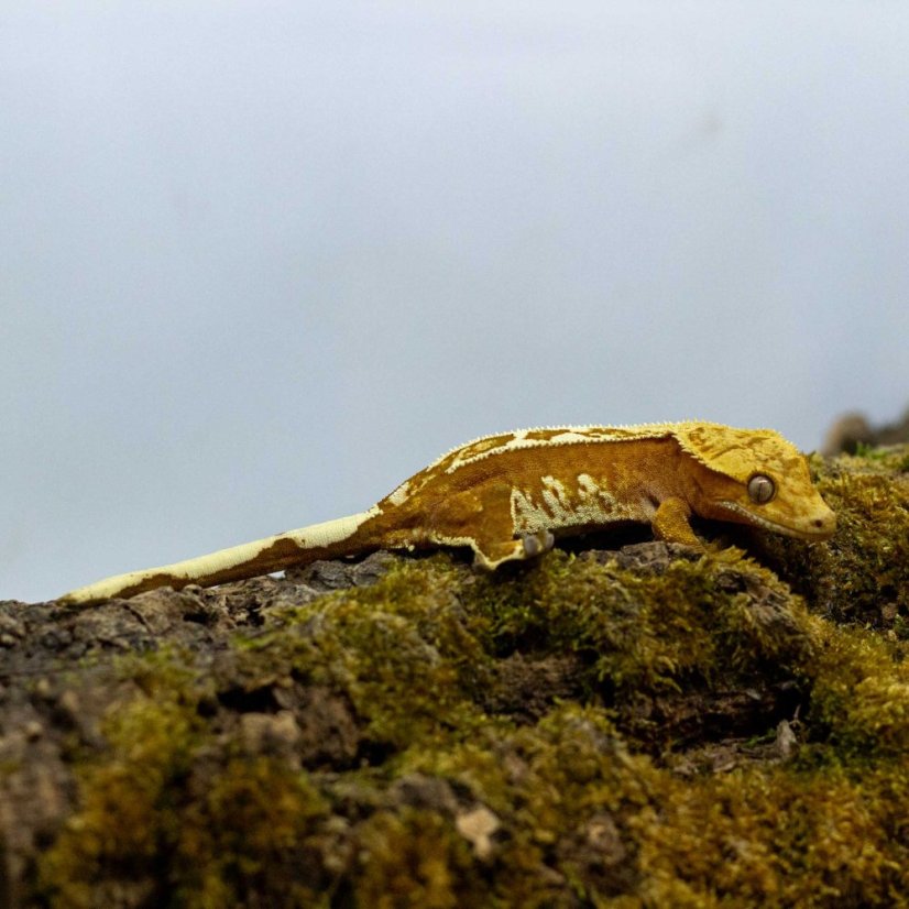 Pagekon řasnatý - XP233 (Correlophus ciliatus, samička)