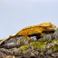 Pagekón riasnatý - XP112 (Correlophus ciliatus, samček)