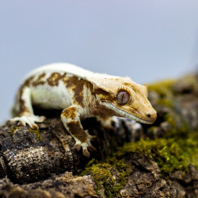 Pagekón riasnatý - XP099 (Correlophus ciliatus, samček)