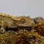 Pagekón řasnatý - XP251 (Correlophus ciliatus, samec)