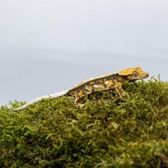 Pagekón řasnatý - XP206 (Correlophus ciliatus, samička)