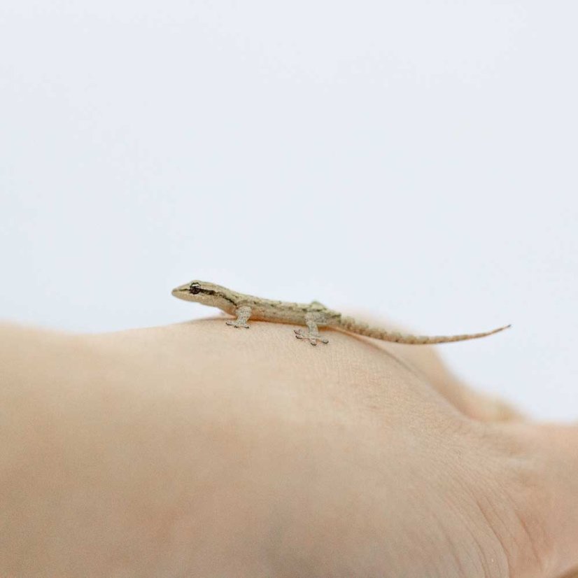 Skupina 5ks - Gekony panenské - P001 (Lepidodactylus lugubris)