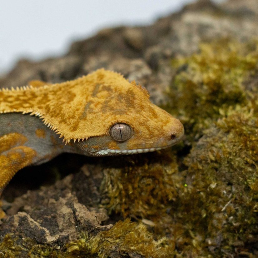 Pagekón riasnatý - XP247 (Correlophus ciliatus, samček)