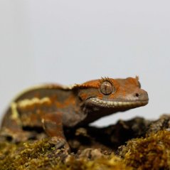 CAPPUCINO - Pagekón riasnatý - XP246 (Correlophus ciliatus, samička)