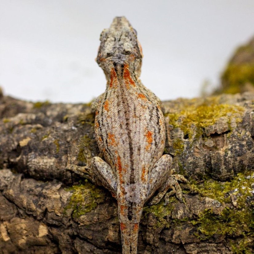 Pagekón hrbolkohlavý - H002 (Rhacodactylus auriculatus, samička)