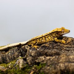 Pagekón riasnatý - XP093 (Correlophus ciliatus, samček)