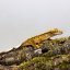 Pagekón riasnatý - XP076 (Correlophus ciliatus, samička)