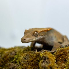CAPPUCINO - Pagekón řasnatý - XP213 (Correlophus ciliatus, samička)