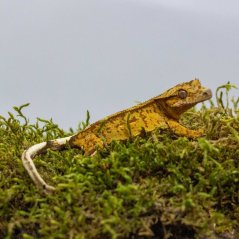 Pagekon řasnatý - XP235 (Correlophus ciliatus, sameček)