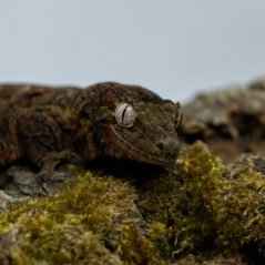 Pagekon machový/lišajníkovitý - M005 (Mniarogekko chahoua, samička)