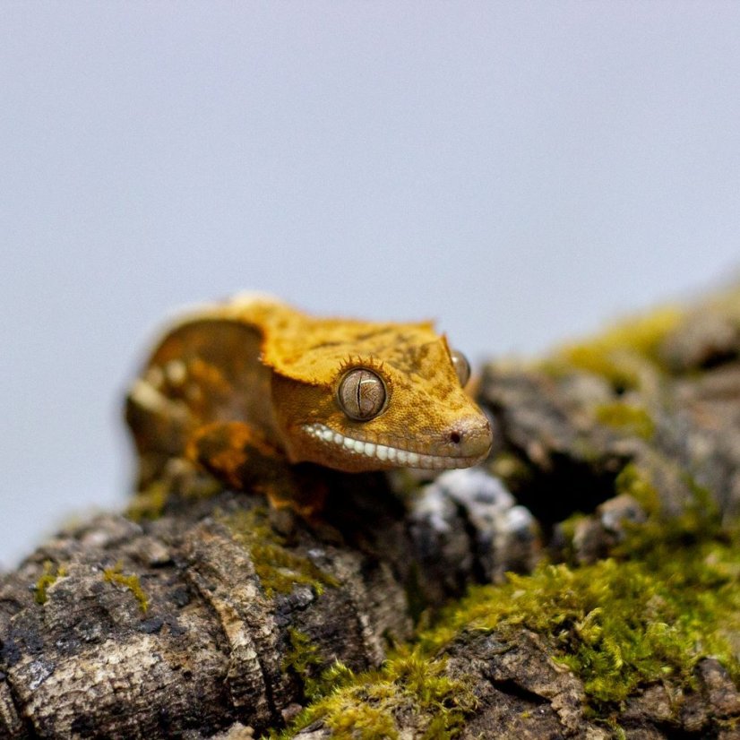 Pagekón riasnatý - XP092 (Correlophus ciliatus, samček)