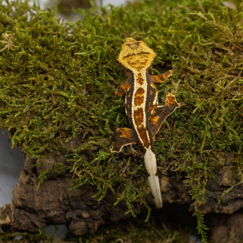 Pagekon řasnatý - XP238 (Correlophus ciliatus, sameček)