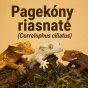 Pagekoni na prodej