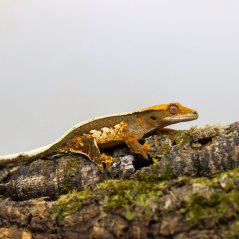 Pagekón riasnatý - XP078 (Correlophus ciliatus, samček)