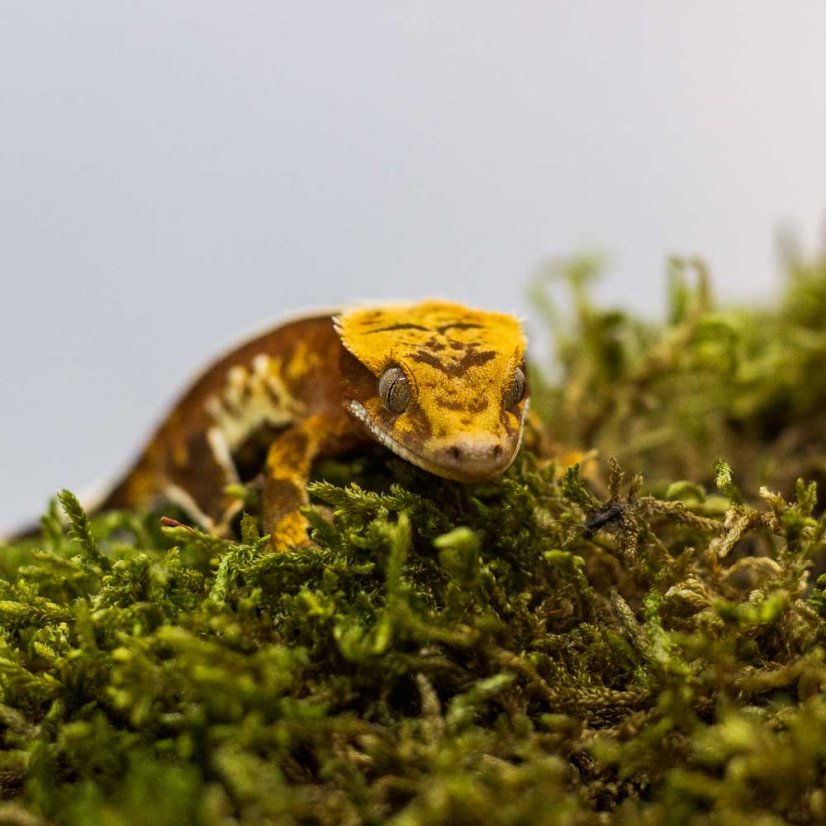 Pagekón riasnatý - XP234 (Correlophus ciliatus, samička)