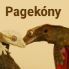 ♂♀ Všetky Pagekóny