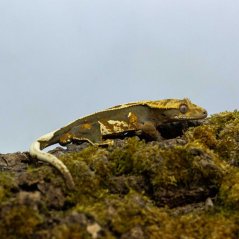 Pagekón riasnatý - XP238 (Correlophus ciliatus, samček)