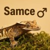 ♂ Samce