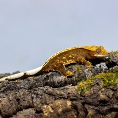 Pagekón riasnatý - XP092 (Correlophus ciliatus, samček)